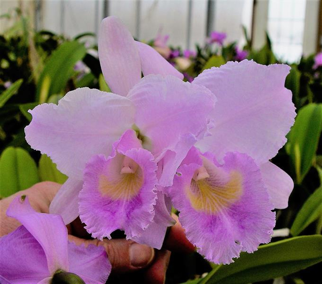 ★麗奈★オーストラリア産ウィートヘイnatural color Cattleya trianaei (concolor x tipo) '#2' - OrchidWeb