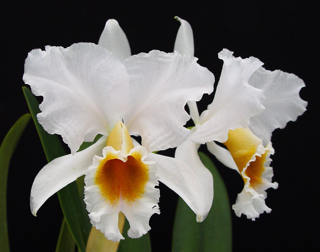 Cattleya percivaliana albescens 'Sonja de Urbano' AM/AOS - OrchidWeb