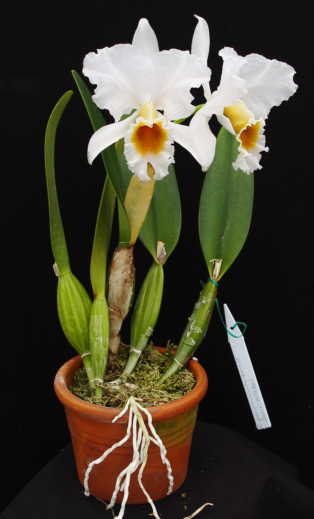 洋蘭原種カトレヤ　C　percivaliana alba Marcia Nahas(4.5) 洋蘭原種◇ semi-alba \u0027Farah Diba\u0027(OG)◇シース付き