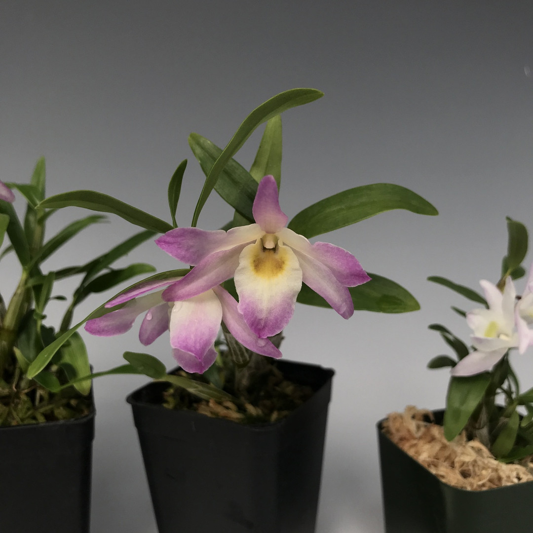 Dendrobium Sofia Bloyer (Spring Bird 'Kurashiki' x