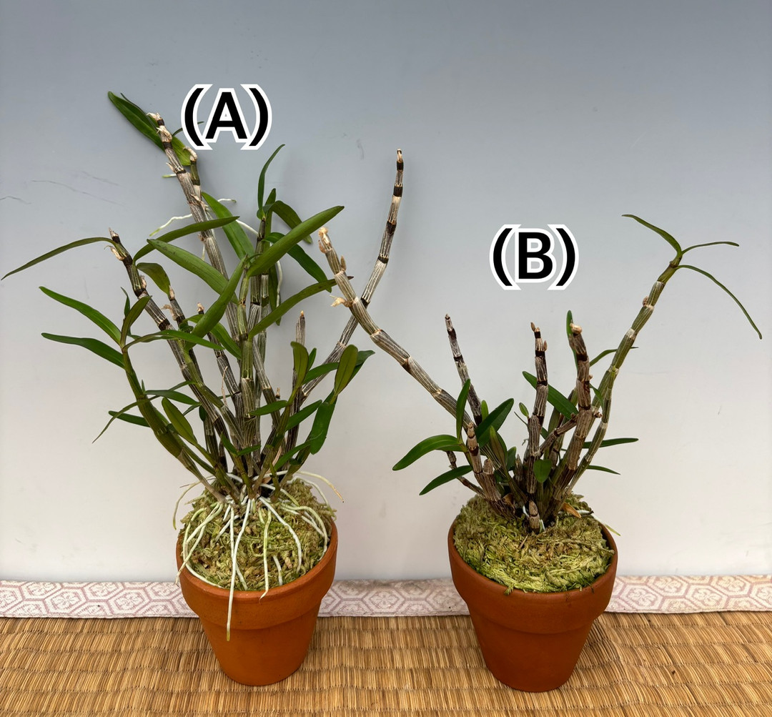 Dendrobium moniliforme 'Miyabi' 雅 - OrchidWeb