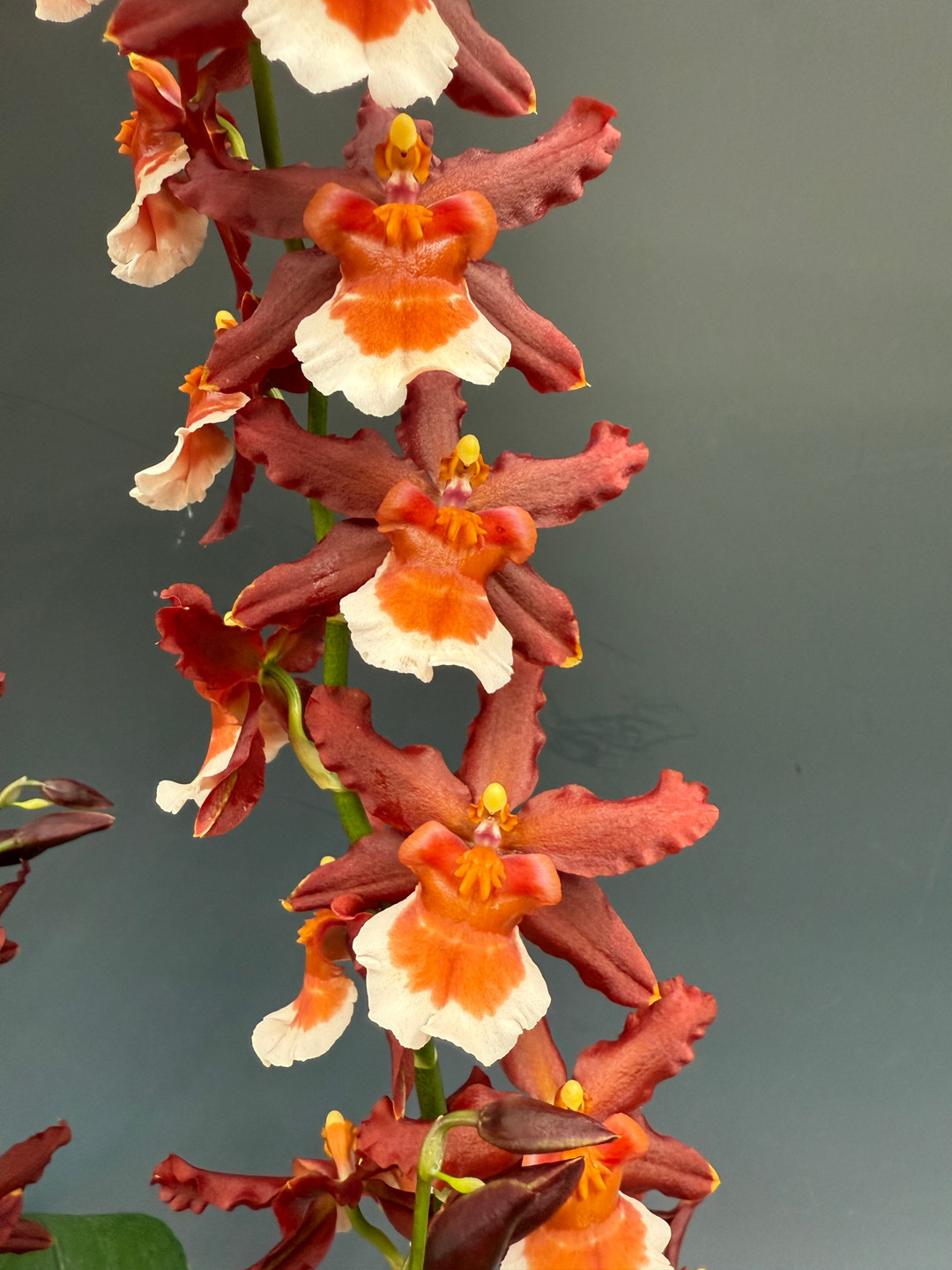 Oncostele Hilo Firecracker 'New Year' (Catatante x Aloha Sparks