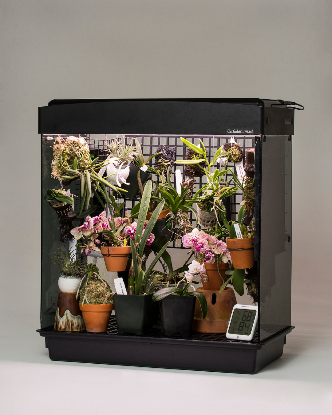 Orchidarium For Miniatures