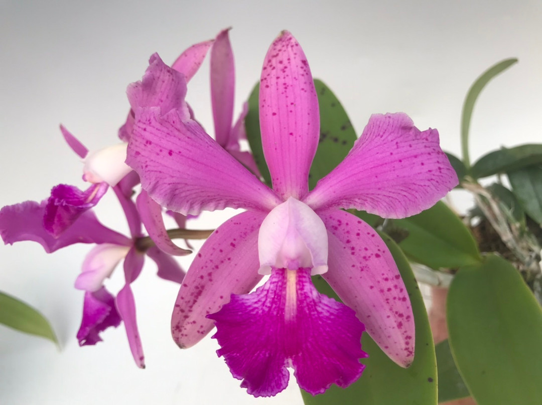 Cattleya (aclandiae x Acker's Lucky) x violacea 'Muse' FCC/AOS (4N