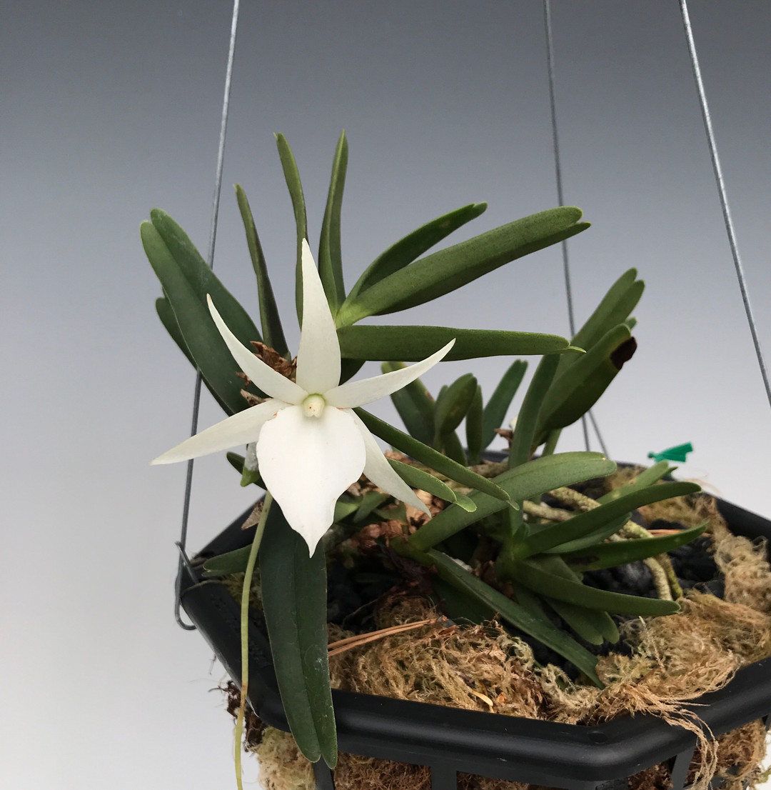 【NK】入手困難/希少原種 Angraecum.dryadum マダガスカル産のミニチュア種【アングレカム エランギス アングレコイド】 Angraecum dryadum