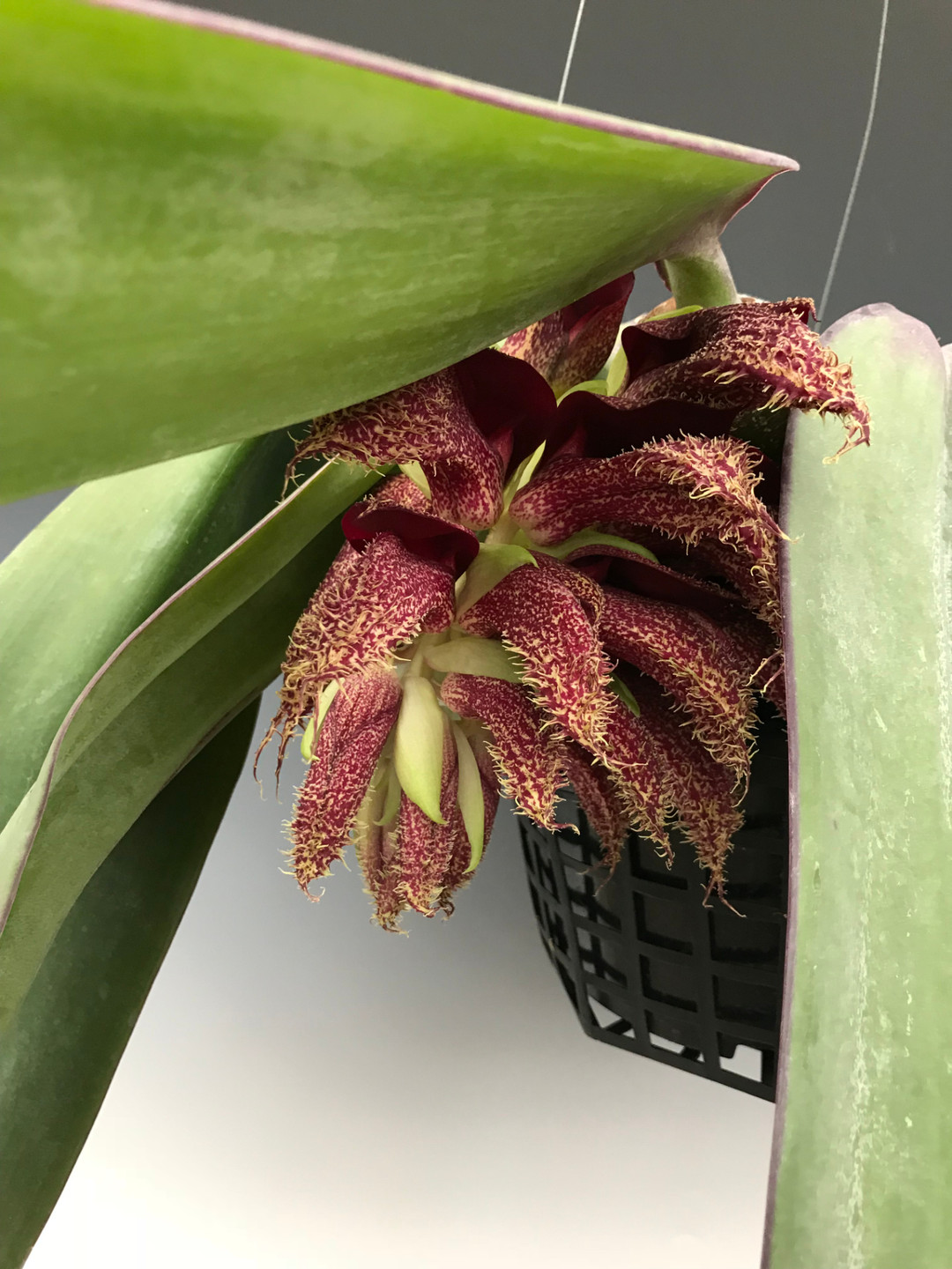 バルボフィラム　ファレノプシス　Bulb.phalenopsis バルボフィラム ファレノプシス Bulbophyllum phalaenopsis