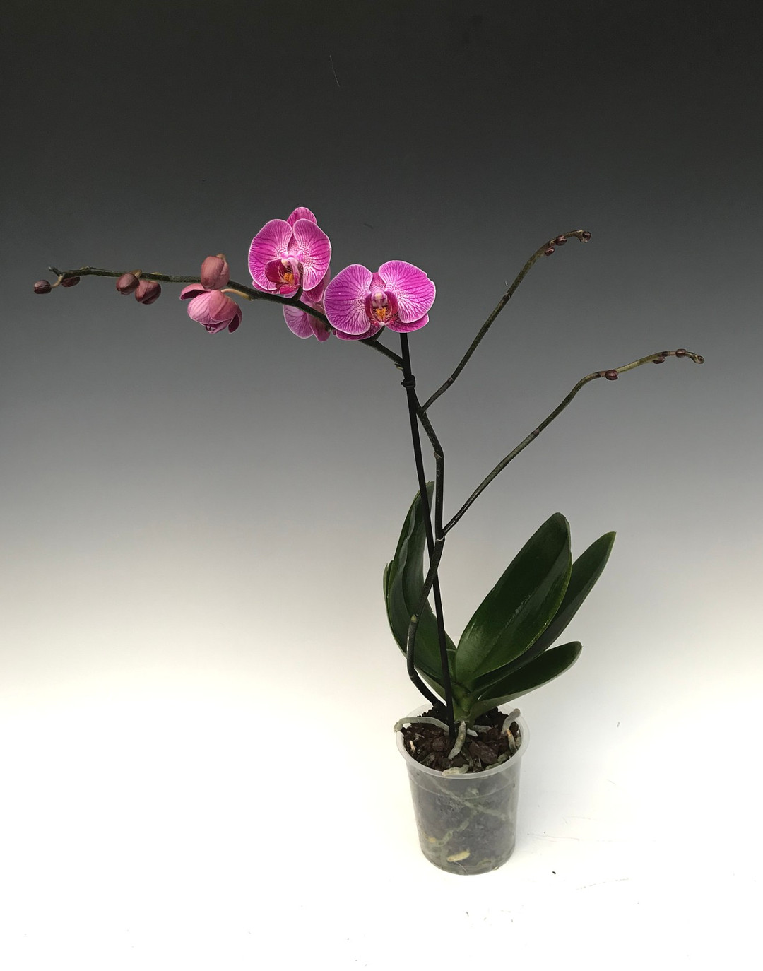 622bd91e-99f8-4fb5-bb0f-57646dd2d819