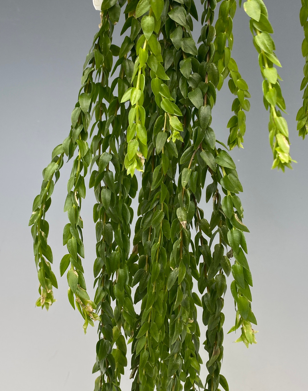 Huperzia nummulariifolia - OrchidWeb