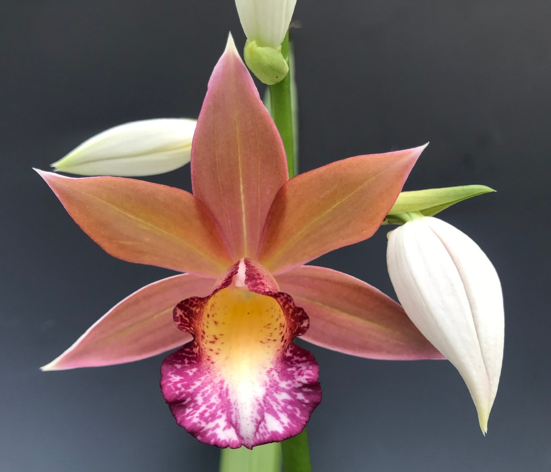 Gastrophaius Micro Burst 'Wild Thing' (Gastrorchis pulchra x