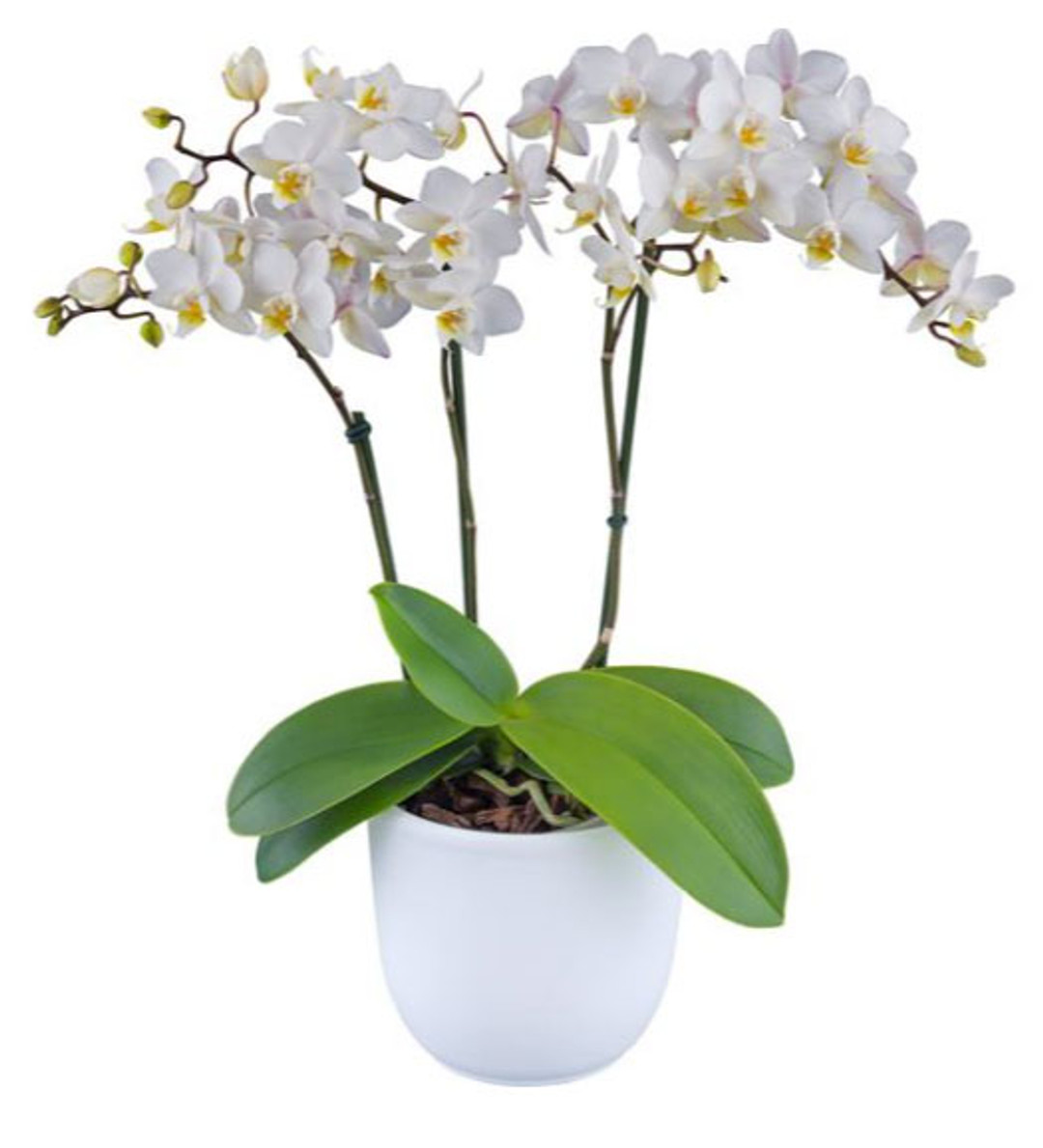 Phal. Soft Cloud (Multi-floral Type) - OrchidWeb