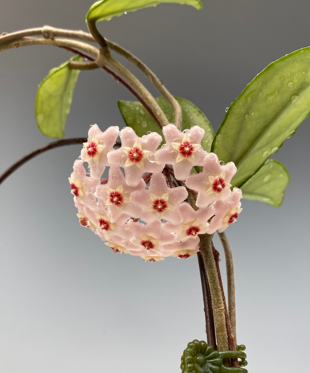 専用　　flowerbond varnharness Endless Cascades® Shining Sea Star™ - Wax Vine - Hoya carnosa
