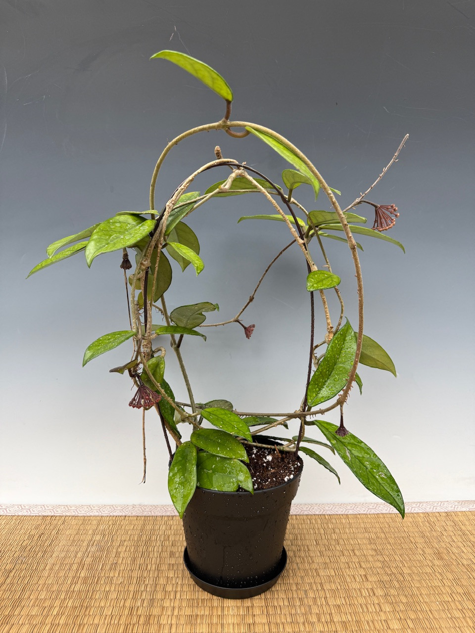 Hoya carnosa - wax plant/porcelain flower - OrchidWeb