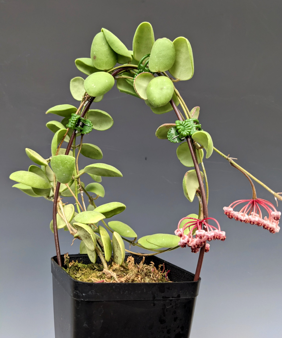 Hoya brevialata - wax plant/porcelain flower - OrchidWeb
