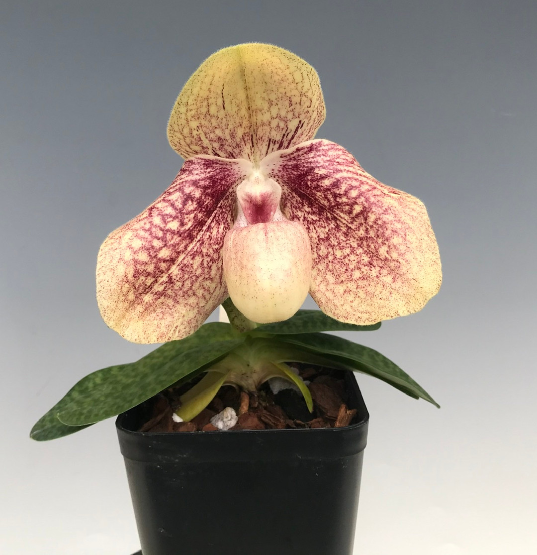Paph. Karl Ploberger (bellatulum x hangianum) - OrchidWeb