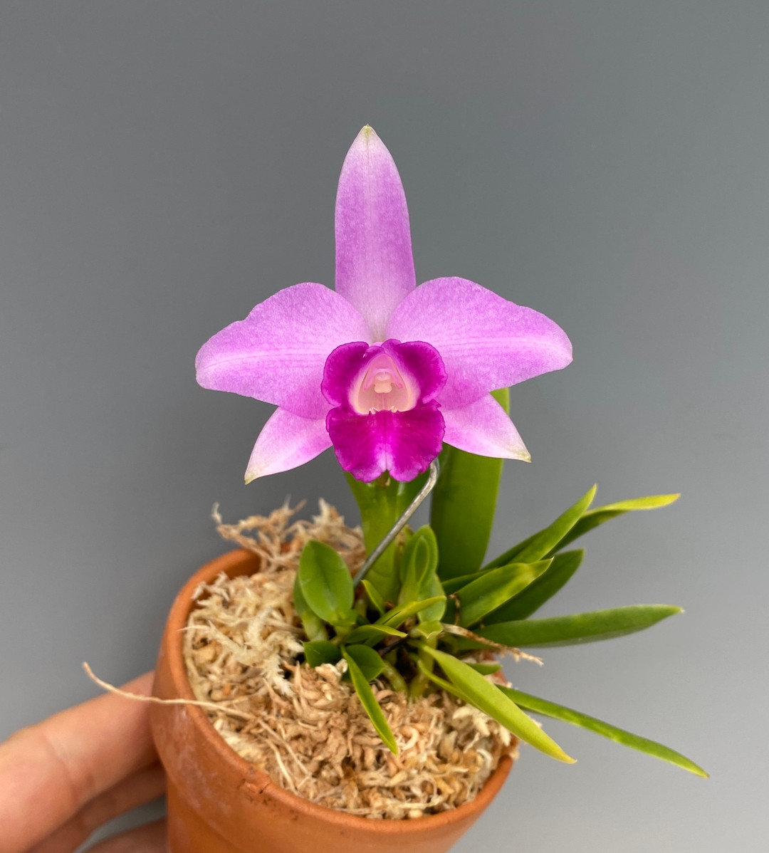 Cattleya Teipels Sincolori (sincorana 'Minuet' x alaorii