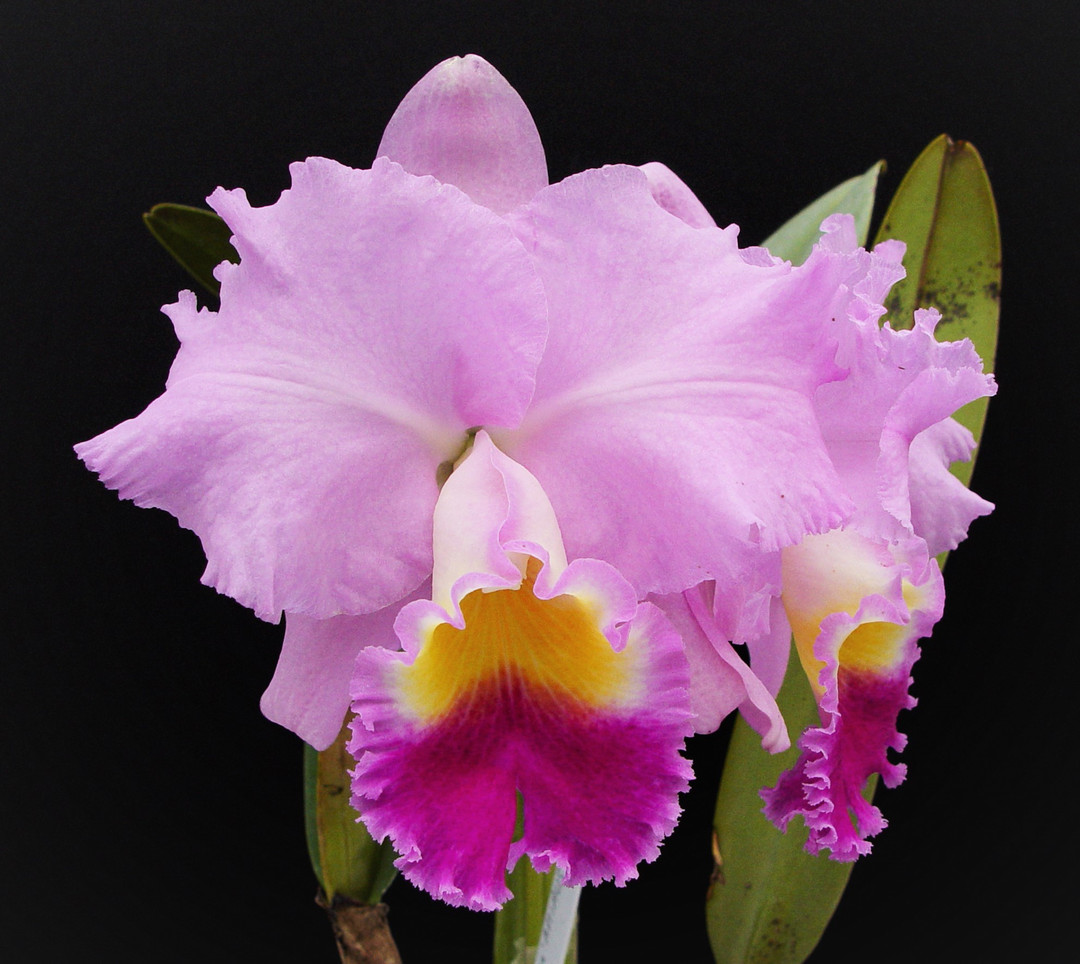 Cattleya Horace 'Maxima' AM/AOS (4N) (Cattleya trianae x Cattleya