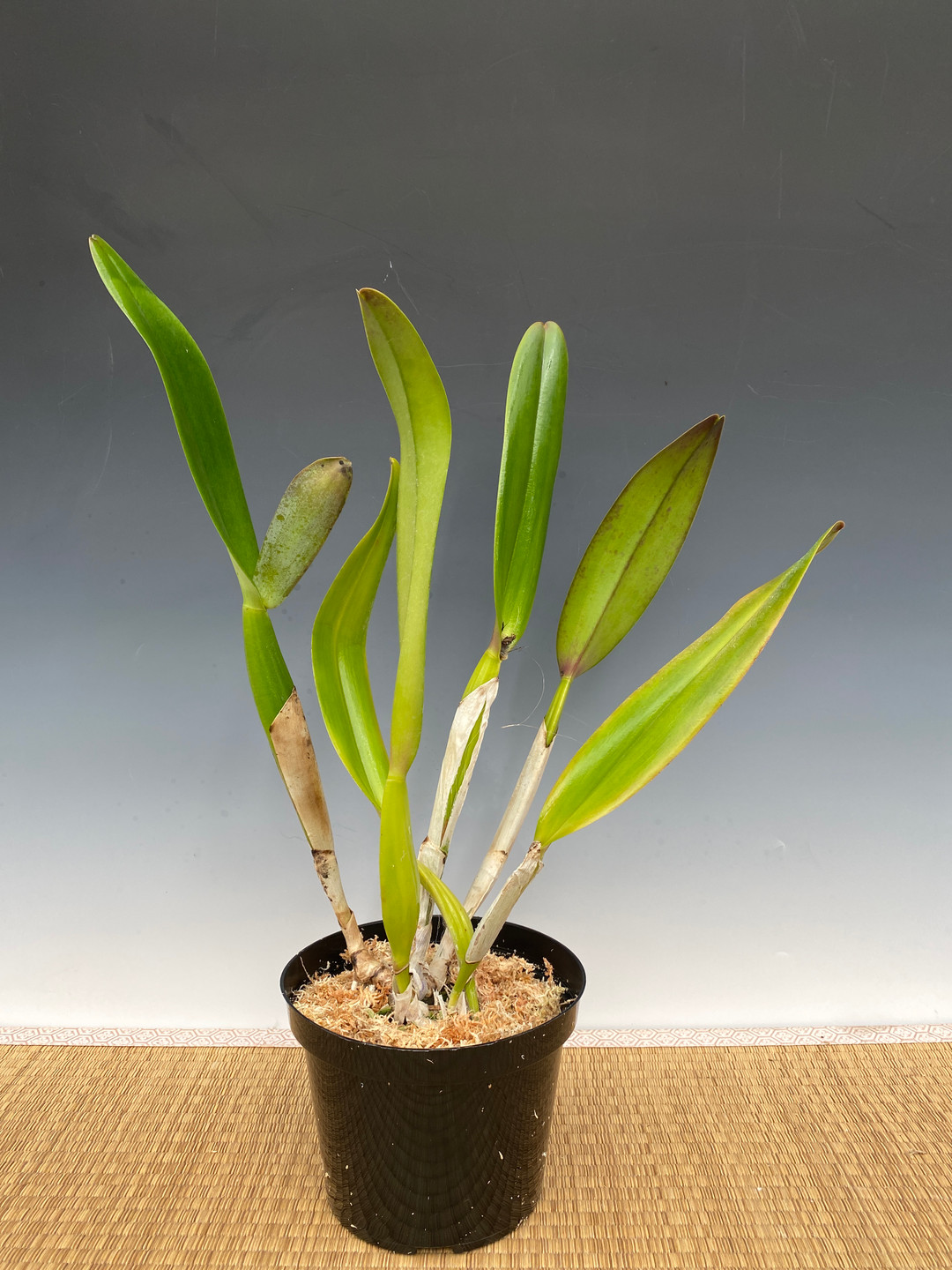 Cattleya Horace 'Maxima' AM/AOS (4N) (Cattleya trianae x Cattleya