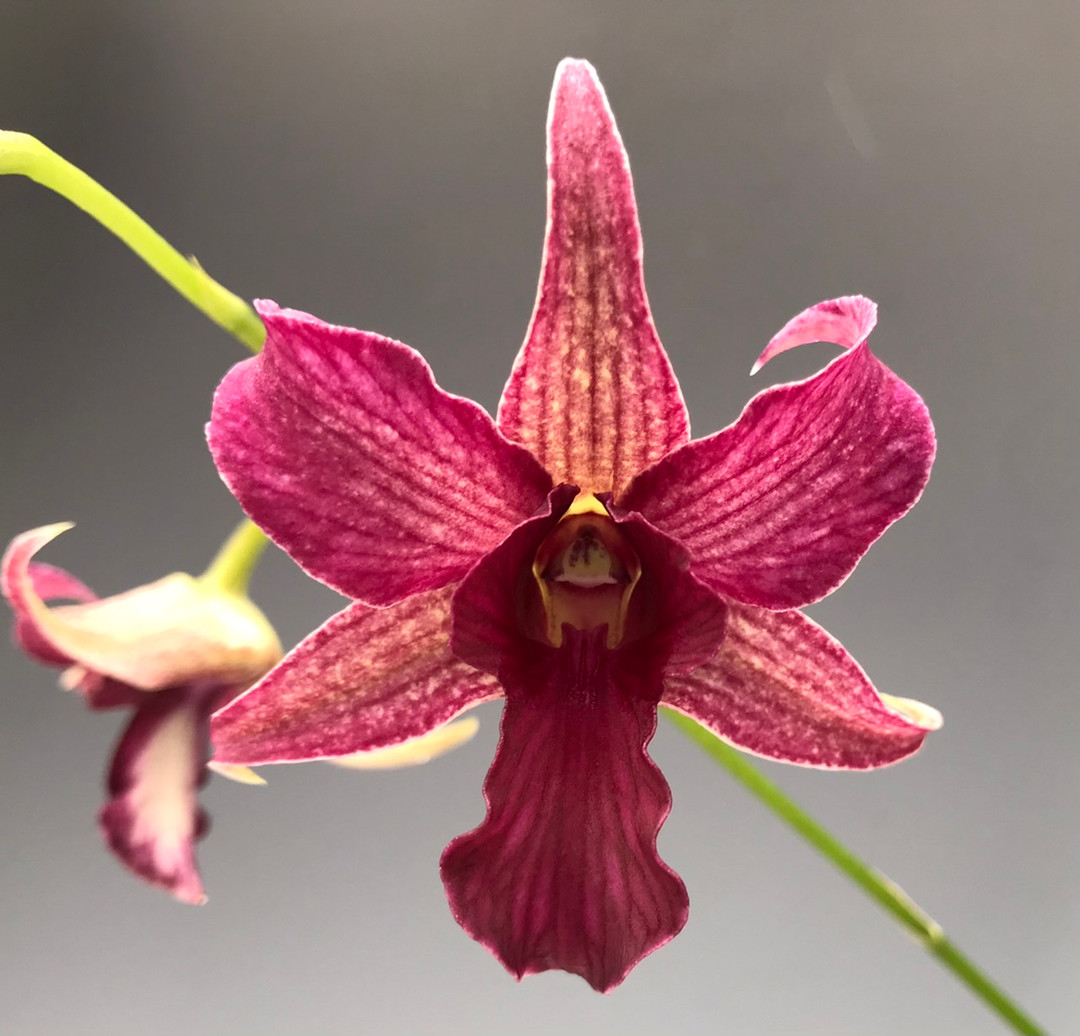 Dendrobium Hawaii Spectacular (Big Alex x spectabile) - OrchidWeb