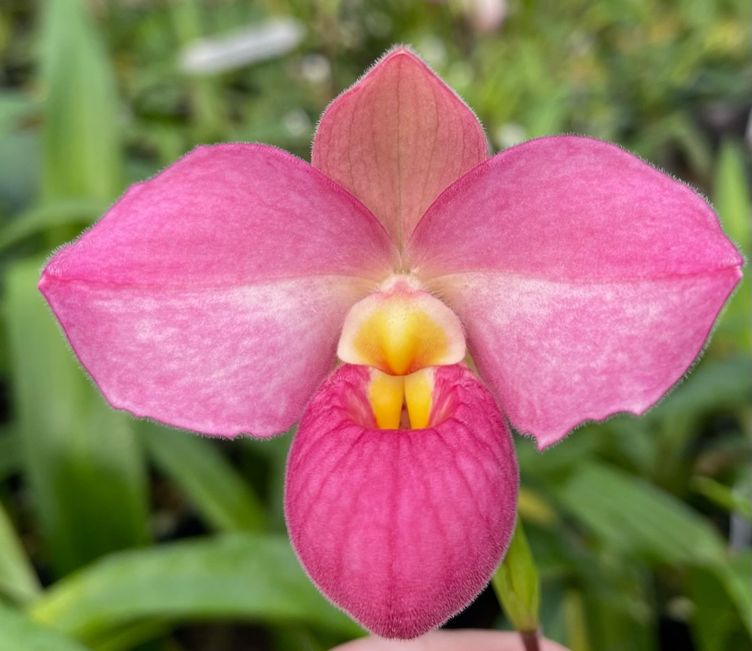 Phrag. Memoria Mariza Rolando (Hanne Popow 'Splash of White' 4N x