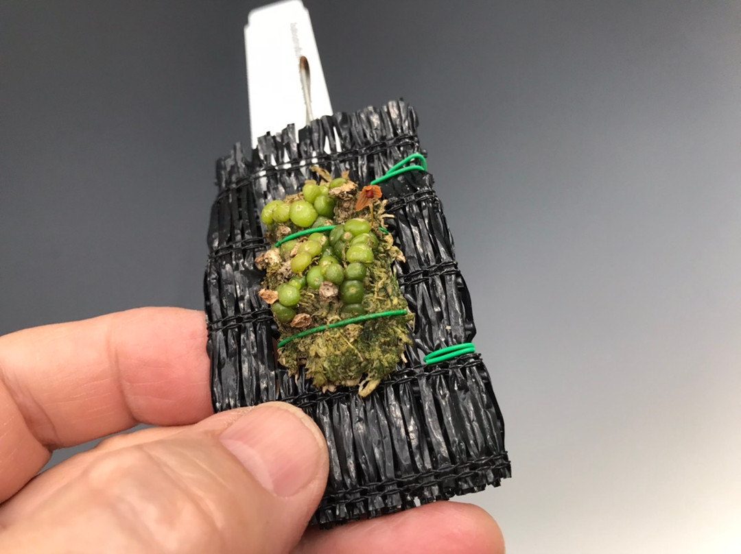 Bulbophyllum moniliforme - OrchidWeb