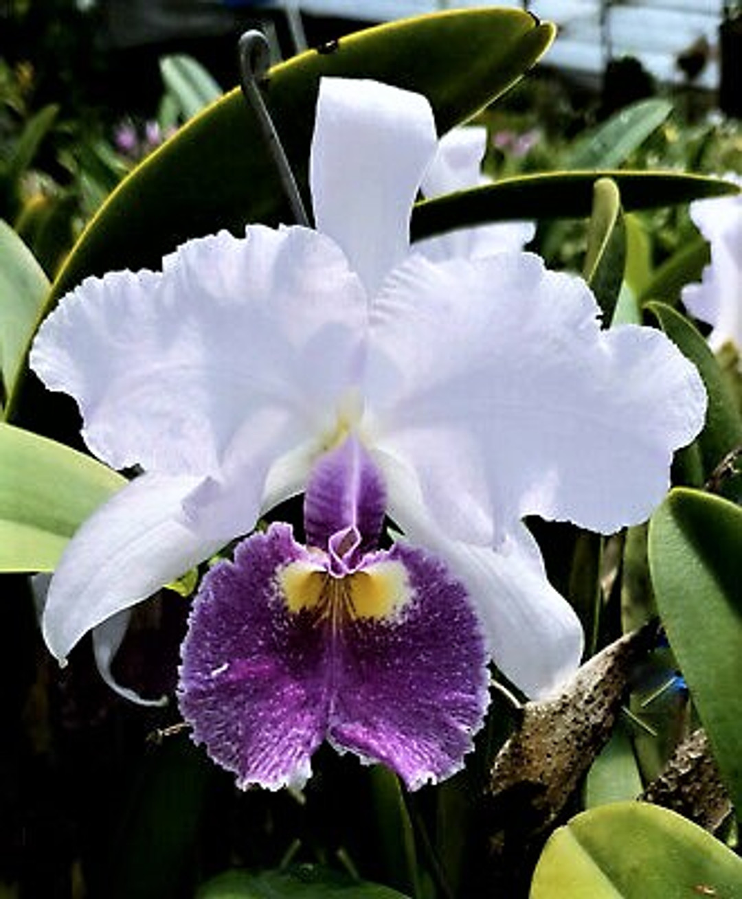 ◆◇ 洋蘭 原種 カトレア warscewiczii 'Generoso' (OG) リップ濃色の美花 ◇◇ 洋蘭 原種 カトレア warscewiczii coerulea \u0027Gigi\u0027 (OG) 自然個体