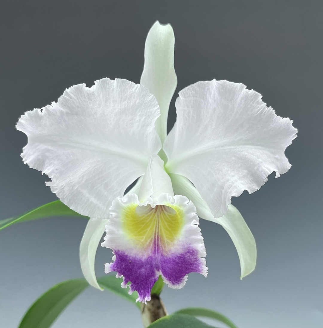 Cattleya Princess Coerulea (lueddemanniana var. coerulea 'Blue