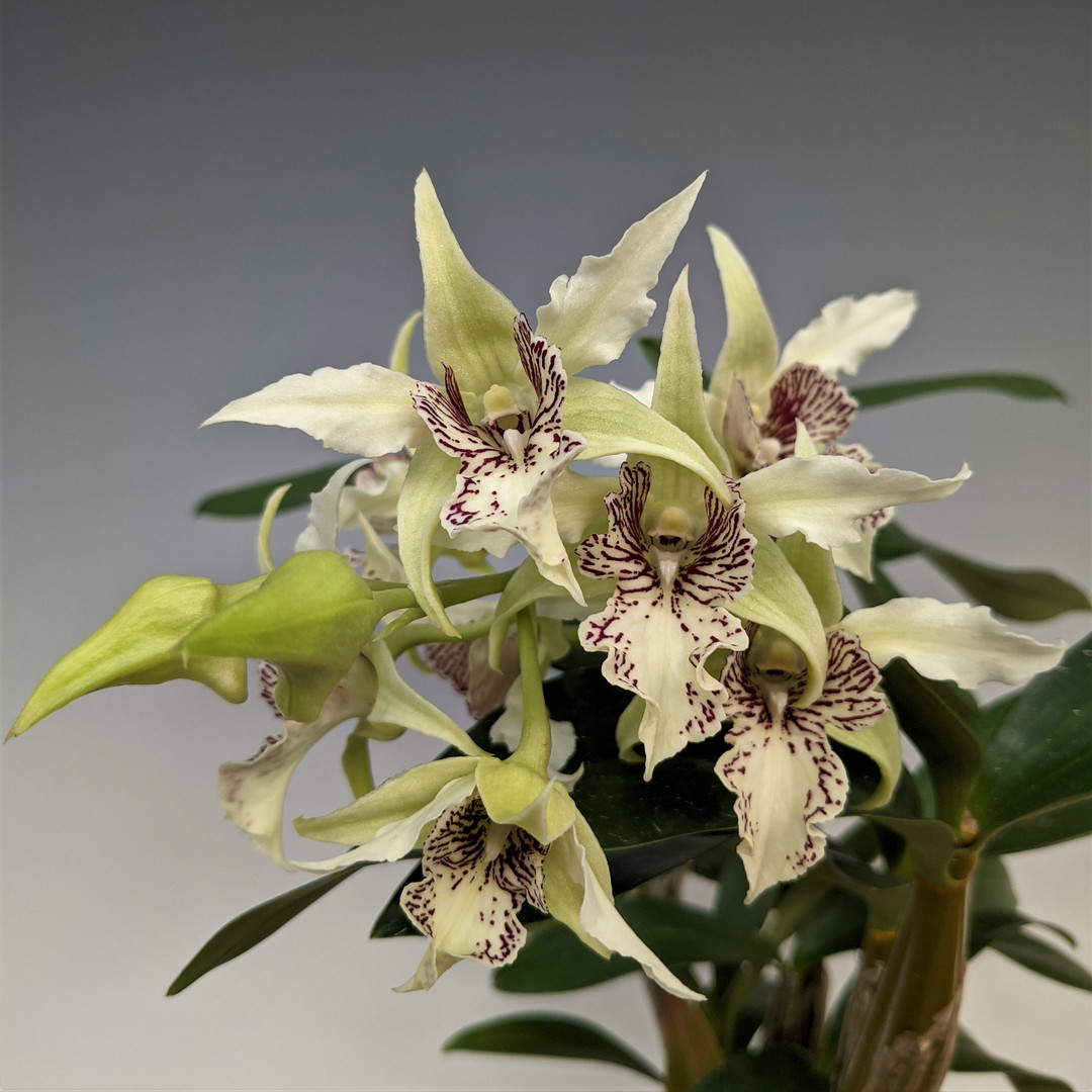 【未使用品】シンガポール $5 Dendrobium Crumenatum 銀貨 5 Dollars (Dendrobium Crumenatum) - Singapore – Numista