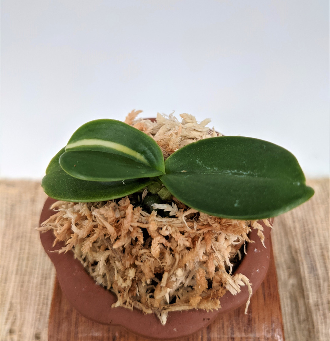 Sedirea japonica 'Minmaru Shima' 明丸縞 Individual Listing