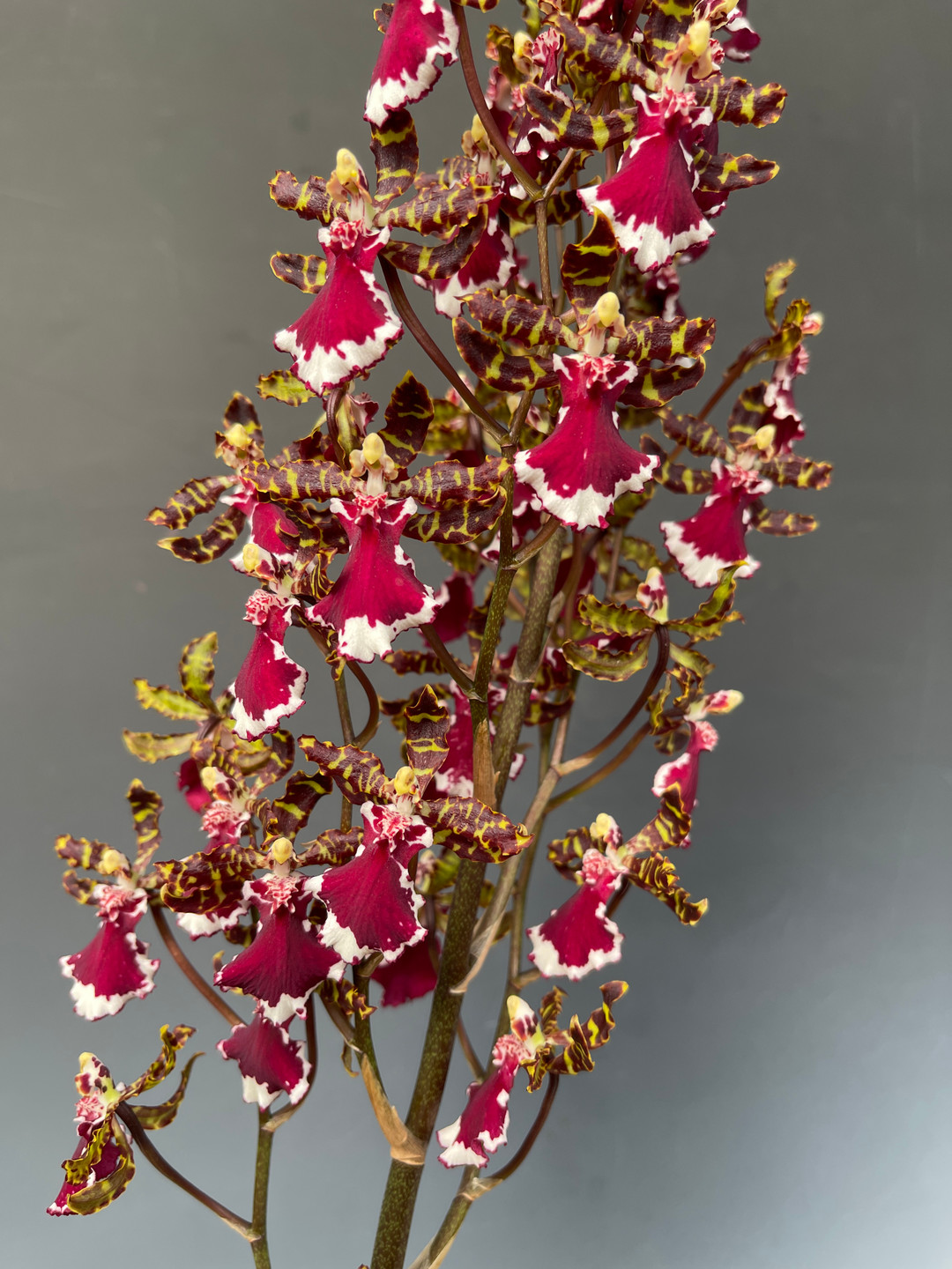 Odontocidium Everglades Elegance 'Nancy Lee' HCC/AOS - OrchidWeb