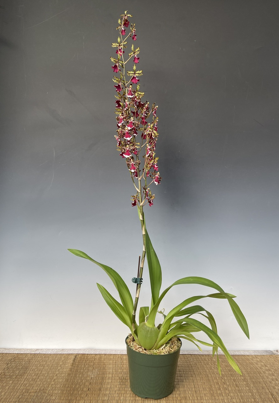 Odontocidium Everglades Elegance 'Nancy Lee' HCC/AOS - OrchidWeb