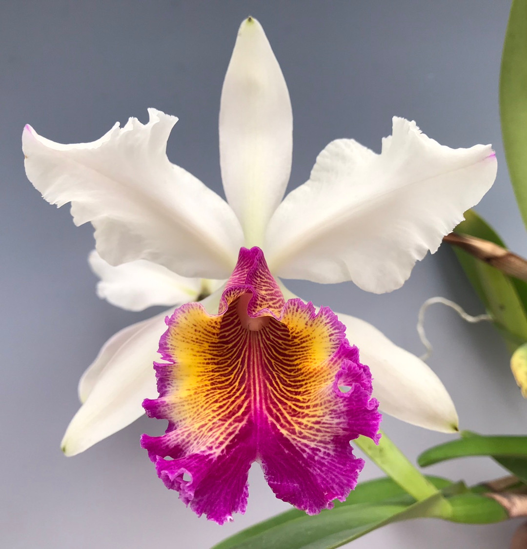 Cattleya Prince John 'semi-alba' (dowiana 'Sunset Glow' x hardyana