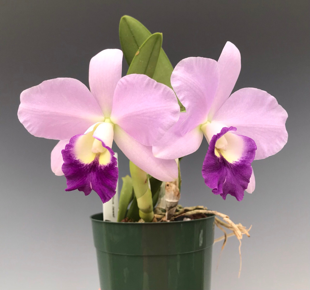 Трусики киген жалаңаш қыздардың суреттері төмен түсірілді