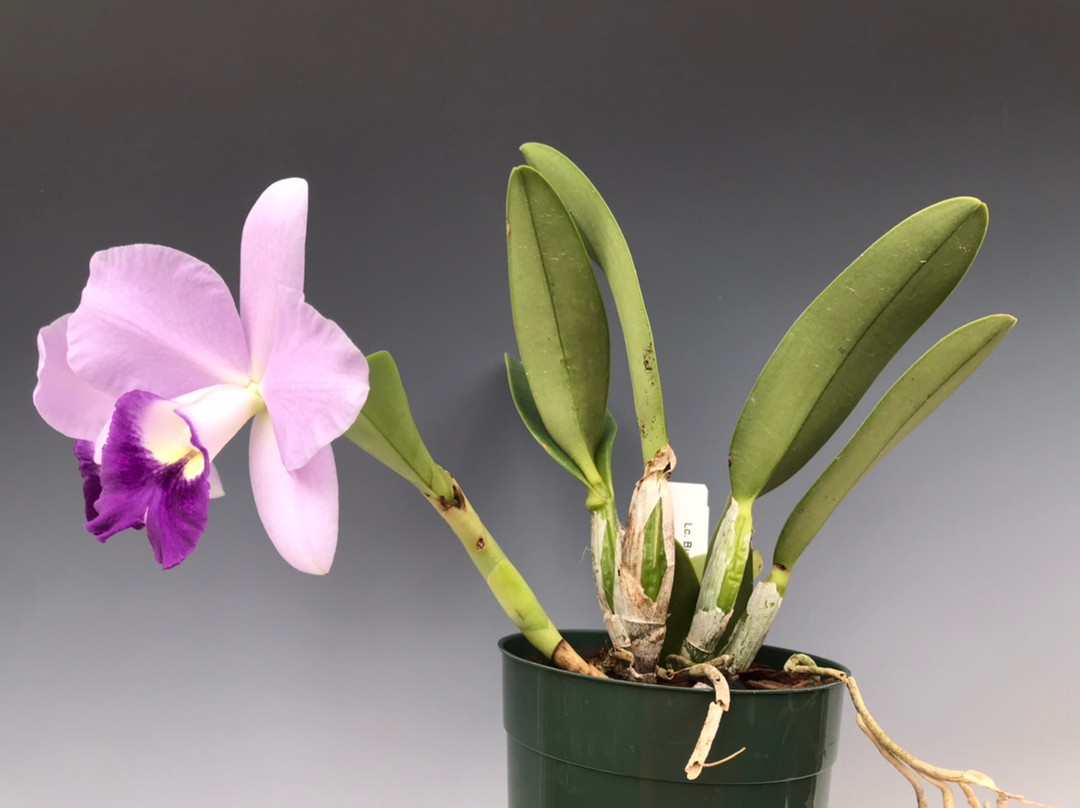 Губернатор бес адамға минет жасады