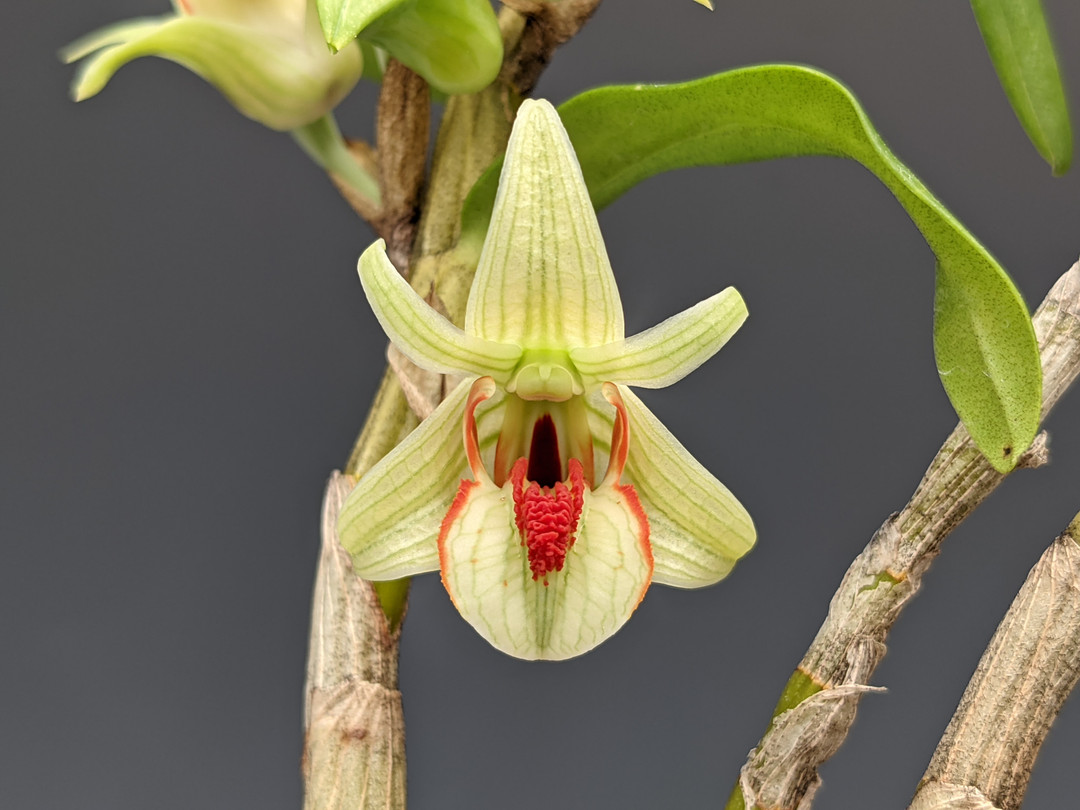 Dendrobium cruentum - OrchidWeb