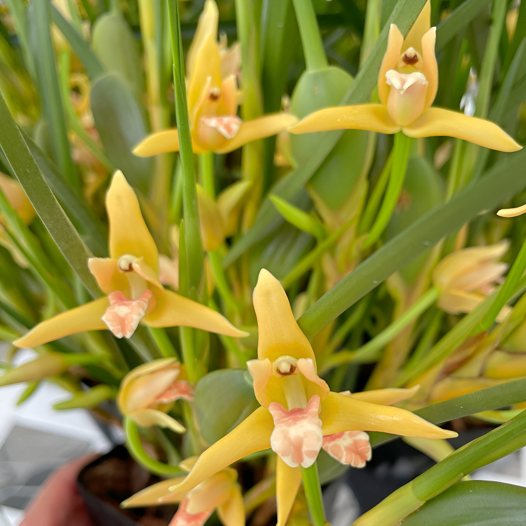 洋蘭原種　Max.tenuifolia Maxillaria tenuifolia flavescens 'Yamada' AM/AOS - OrchidWeb