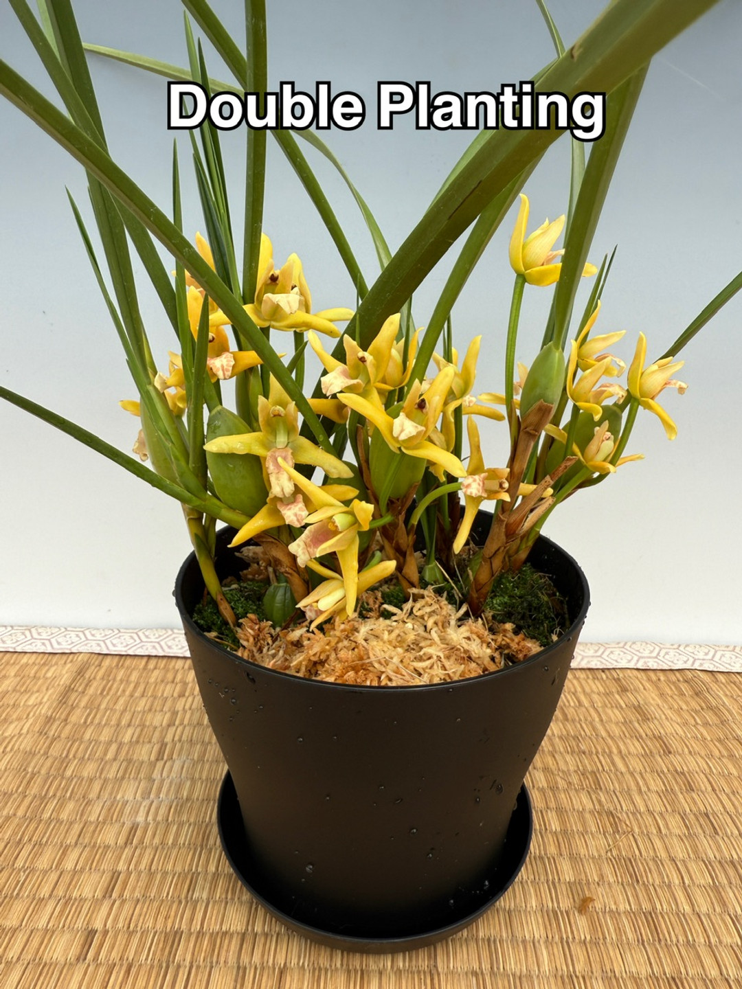 洋蘭原種　Max.tenuifolia Maxillaria tenuifolia flavescens 'Yamada' AM/AOS - OrchidWeb