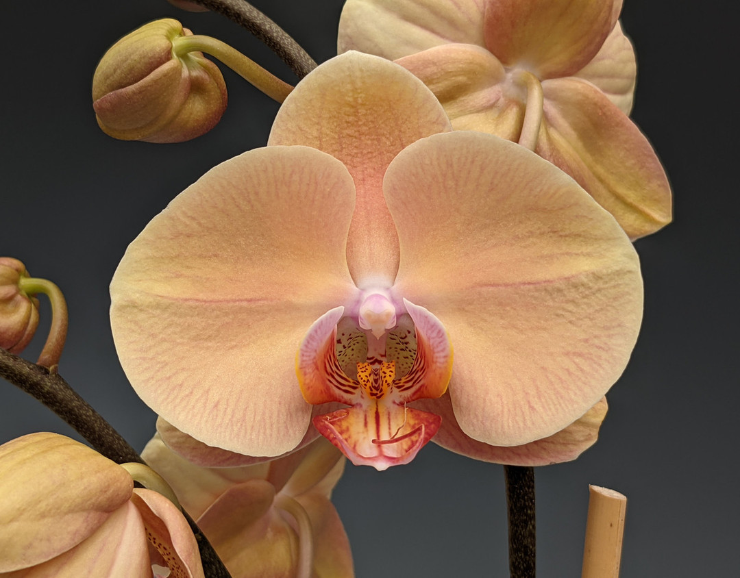 Phal. Jiuhbao Venus 'Champagne' (Sunrise Star x Chian-Huey Red