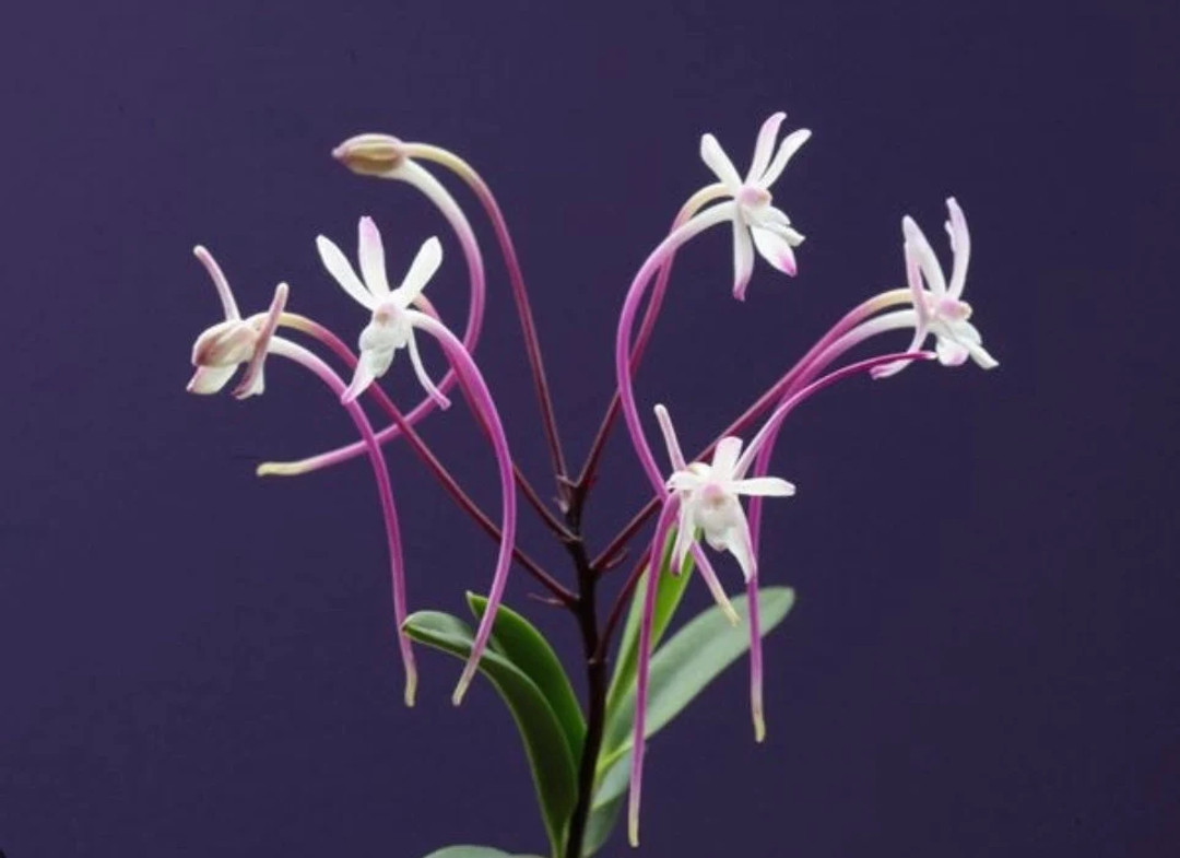 falcata 'Oiran' 花魁 Orchid