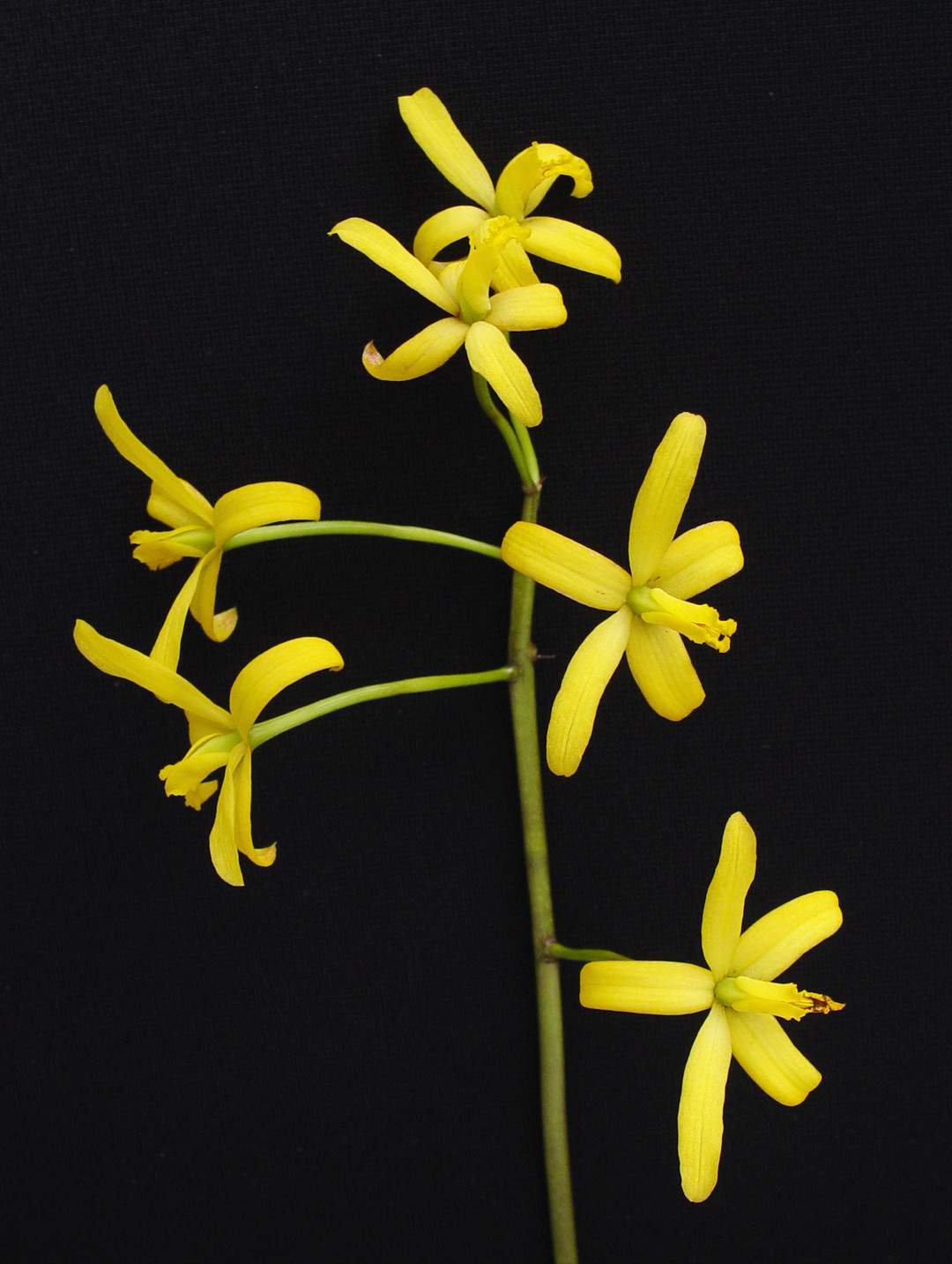 Cy'rqueフライヤーMAYALAFFLESIA繭LAREINECHARLES 1883 Hawaiian Quarter VF+ VERY FINE Circulated Coin A2707 | eBay