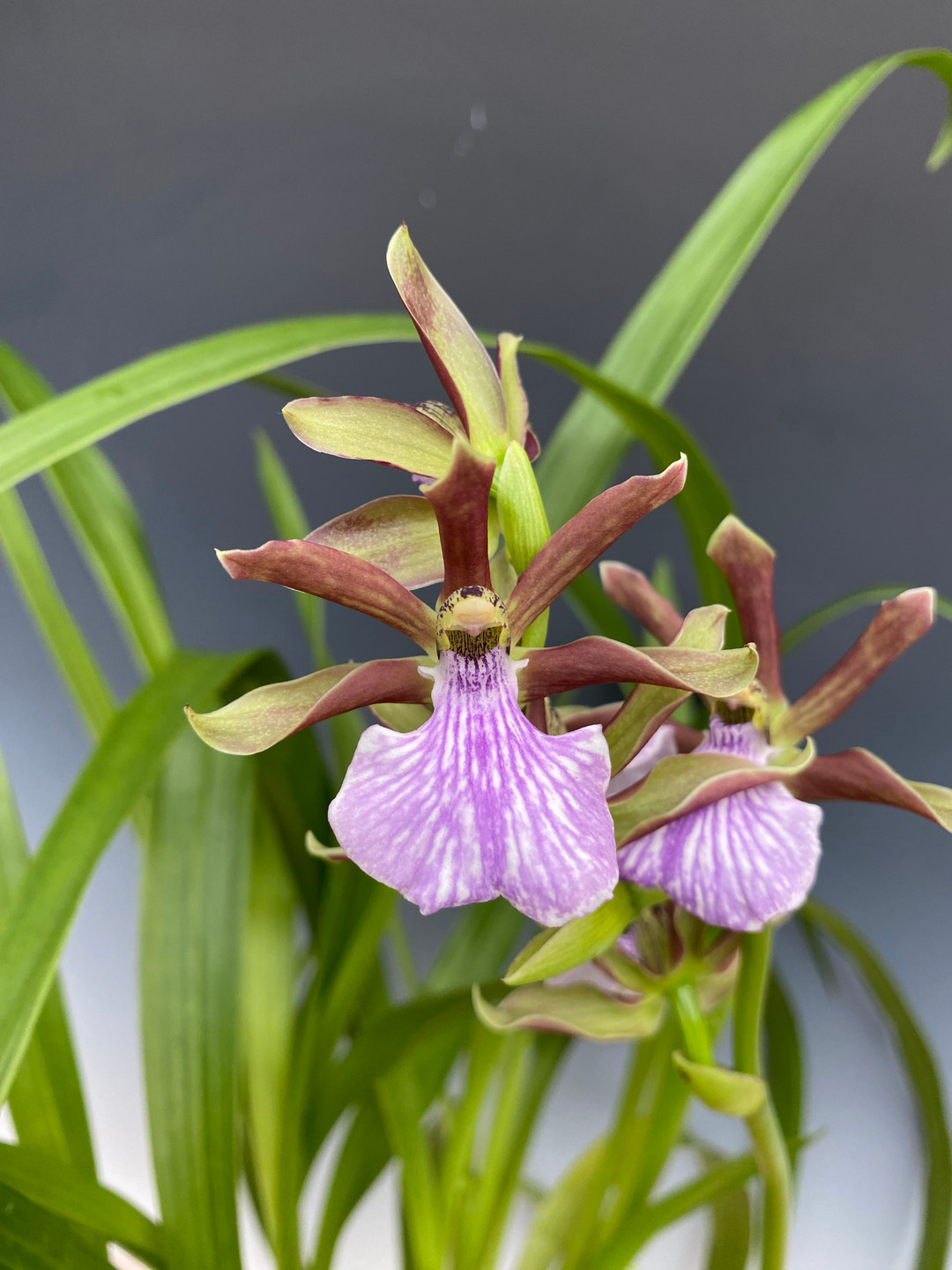 Zygopetalum triste - OrchidWeb