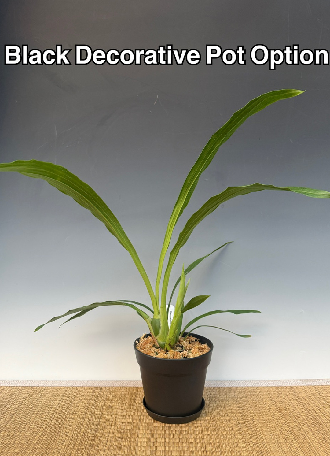 Katta eshak onlayn Britni Spirsning erotik kontserti