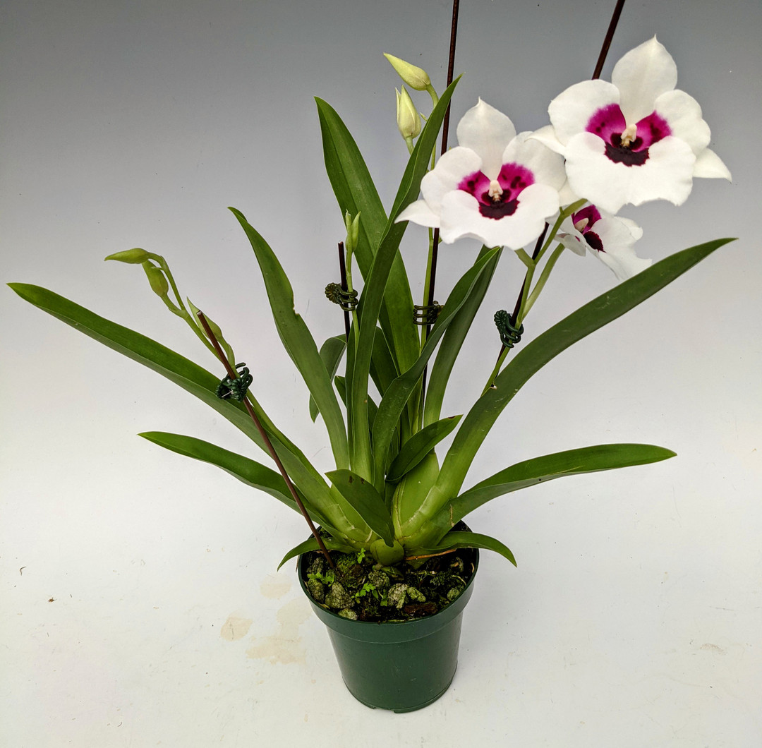 Miltoniopsis (Gladys Fumiko Yokoyama x Lynne Waihee 'White Queen