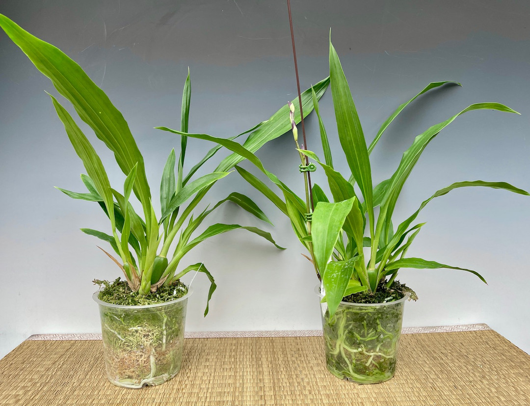 Zygonisia Murasakikomachi 'Blue Hawaii' (Zygonisia Roquebrune x