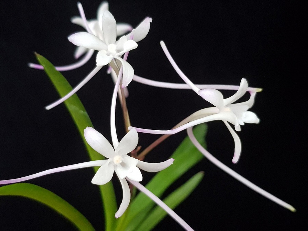 Neofinetia falcata hybrid 'Sankouden' 三紅殿