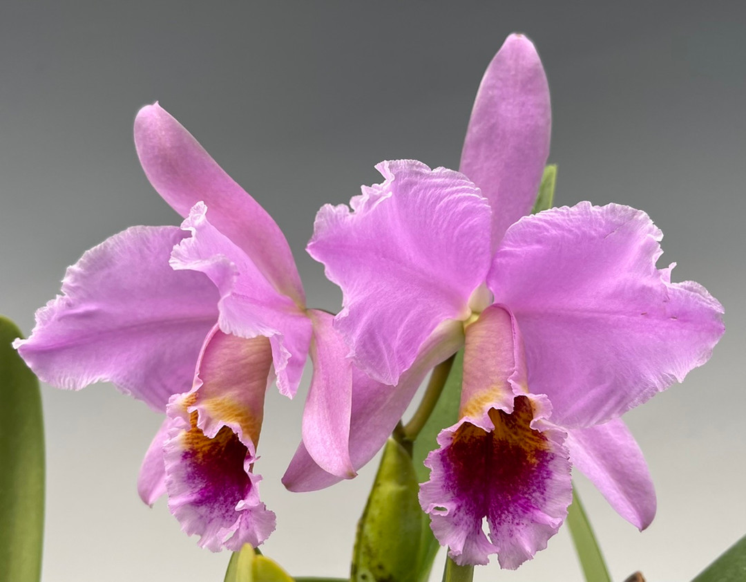 Cattleya percivaliana (3N) ('Summit' FCC/AOS (4N) x var. albescens