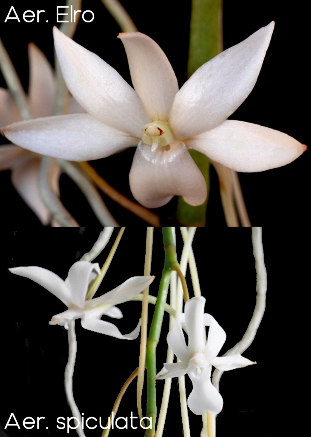 Aerangis Tavangumi (Elro x spiculata) - OrchidWeb