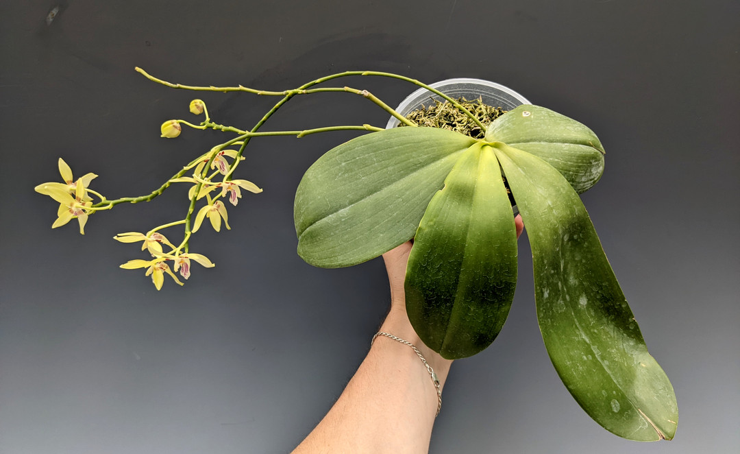 Phal. Tein Noi (speciosa x cochlearis) - OrchidWeb