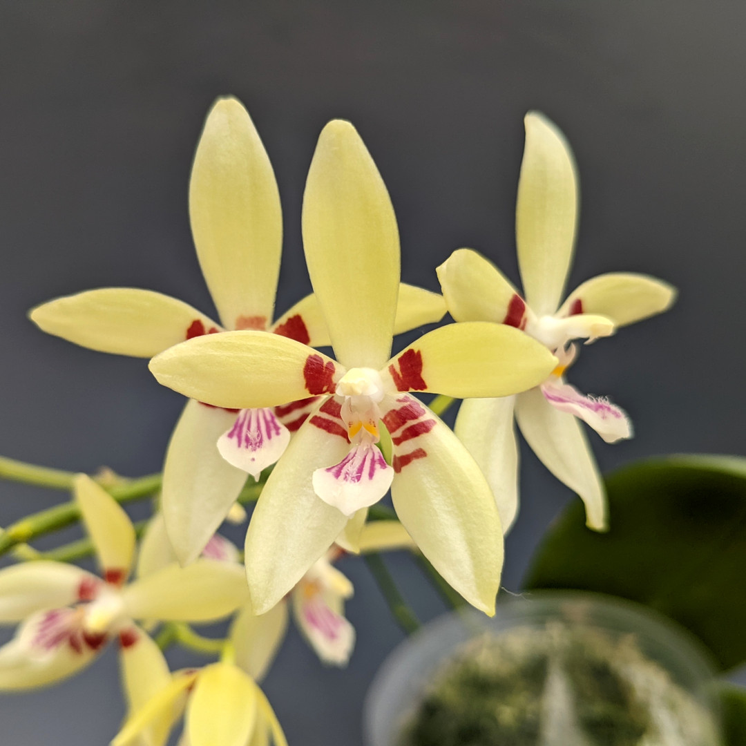 ［洋蘭原種］Phal. cochlearis Phalaenopsis cochlearis - orchidroots