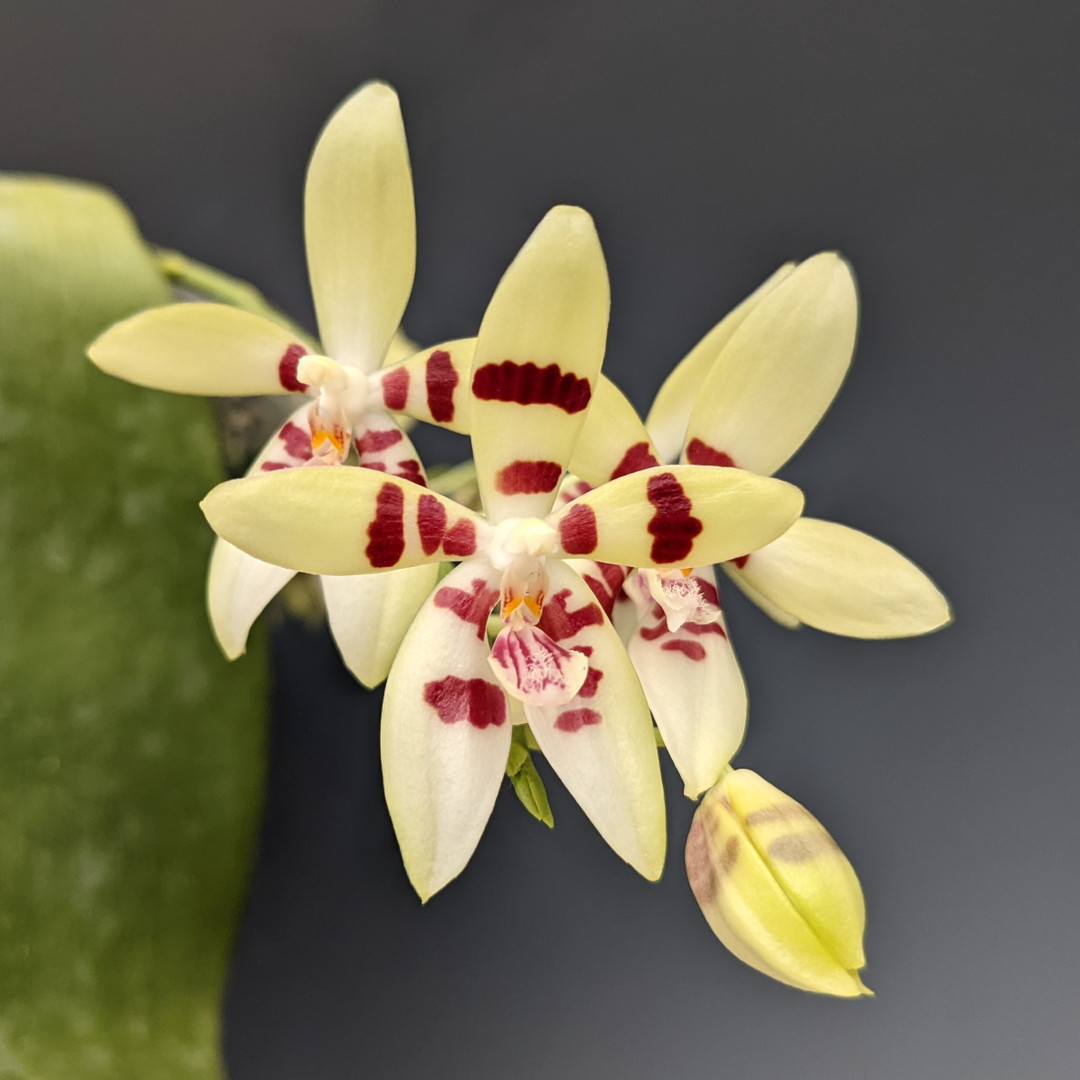 ［洋蘭原種］Phal. cochlearis Phalaenopsis cochlearis - orchidroots