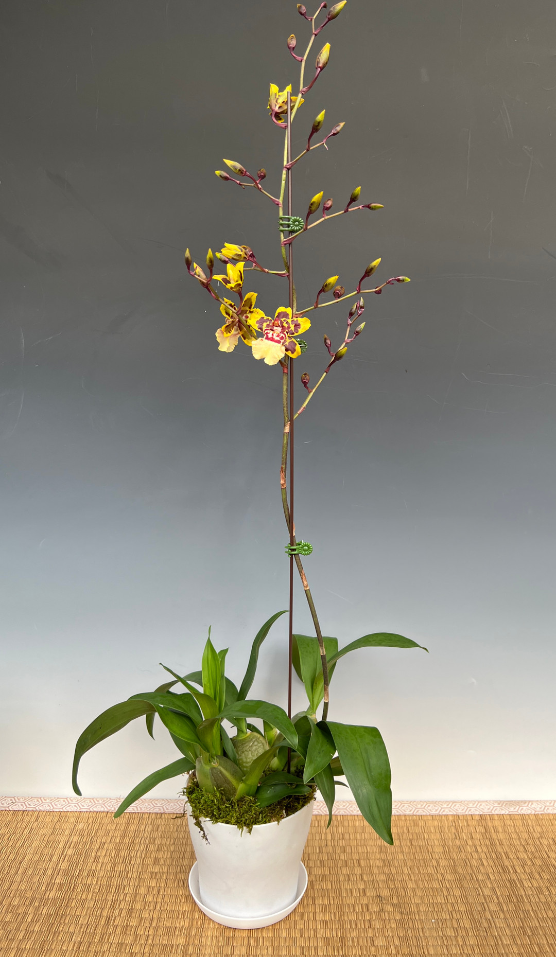Oncostele Wildcat 'Garfield' (Oncostele Rustic Bridge x Oncidium